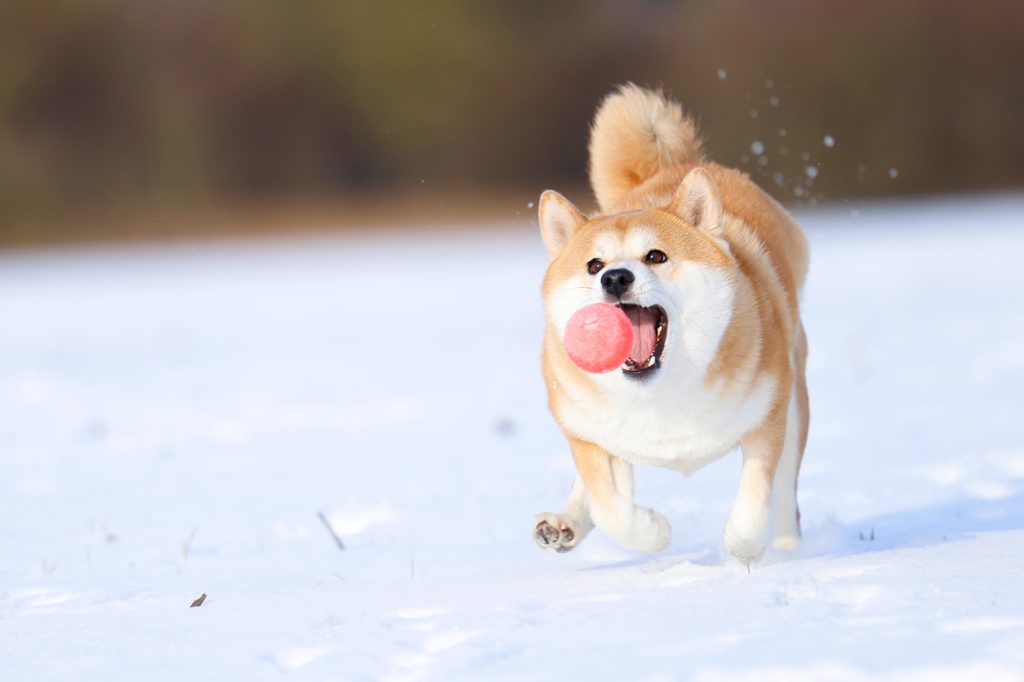 Hundeschule, Hundetraining, Junghundetraining, Hundeerziehung