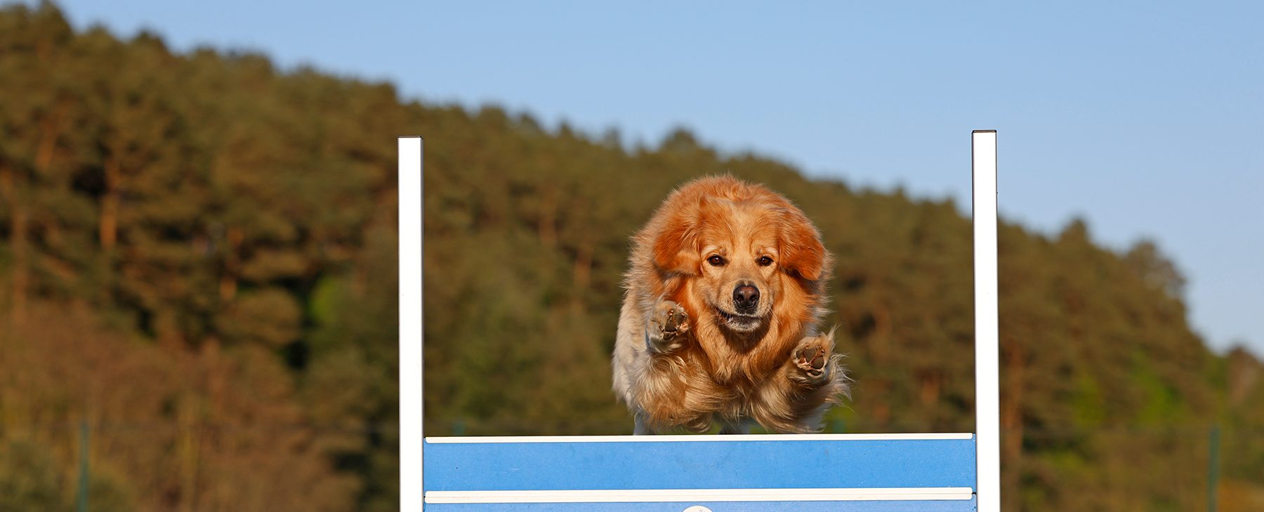 Hovawart sprint im Obediencetraining über die Hürde