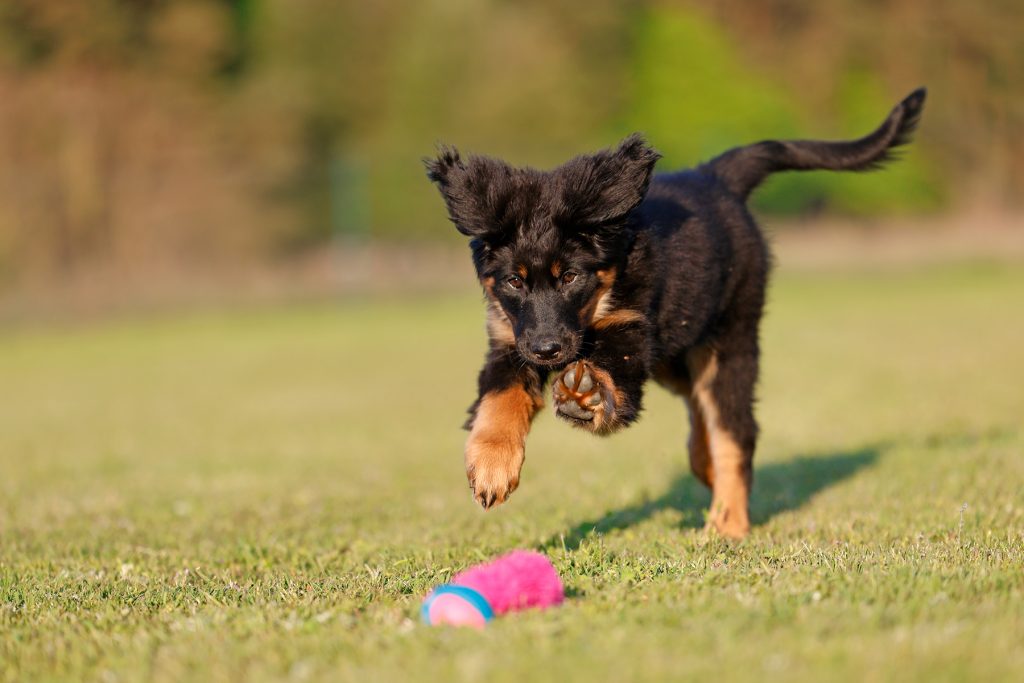 Hundeausbildung, Hundetraining, Hovawart rennt nach Spielzeug