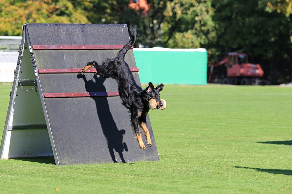 IGP, Deutsche Meisterschaft, Christian Ilgner, Clara vom Langhagensee, Apportieren